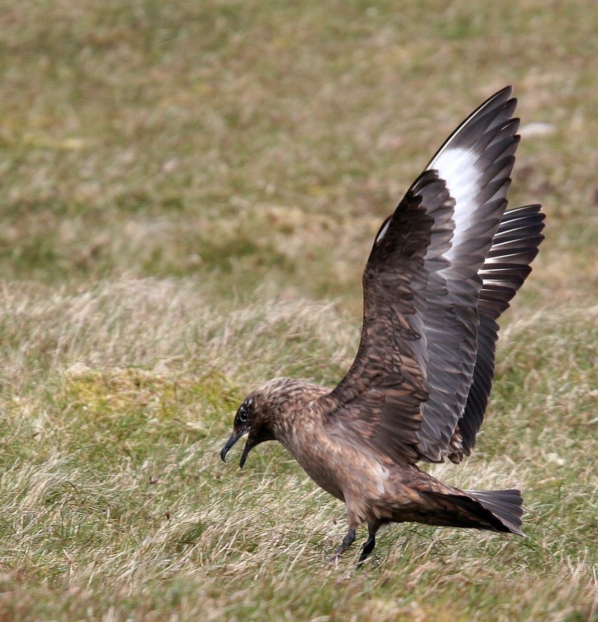 SKUA.  GREAT    landing    SHETLANDS.jpg
