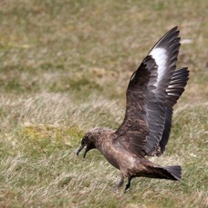 SKUA.  GREAT    landing    SHETLANDS.jpg