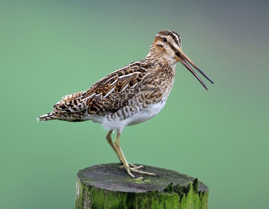 SNIPE    BRANSDALE.jpg