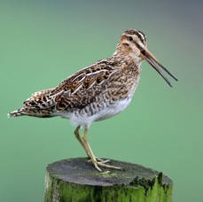 SNIPE    BRANSDALE.jpg