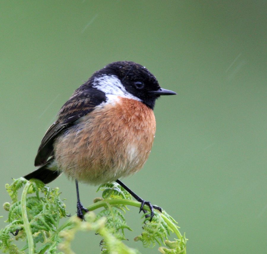 STONECHAT male     COQUET VALLEY.   N-LAND.JPG