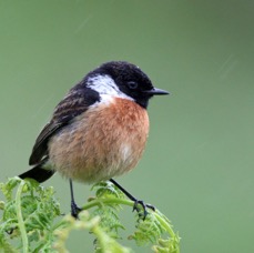 STONECHAT male     COQUET VALLEY.   N-LAND.JPG