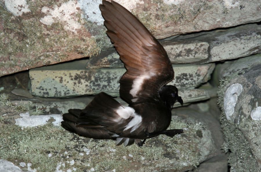 STORM PETREL  SHETLANDS.jpg