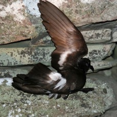 STORM PETREL  SHETLANDS.jpg