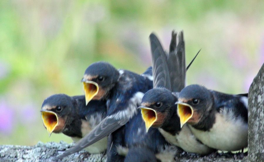 SWALLOWS young awaiting food  COQUET VALLEY. N-LAND.JPG