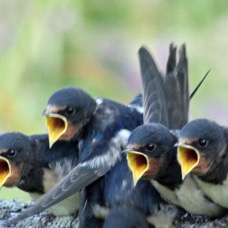 SWALLOWS young awaiting food  COQUET VALLEY. N-LAND.JPG