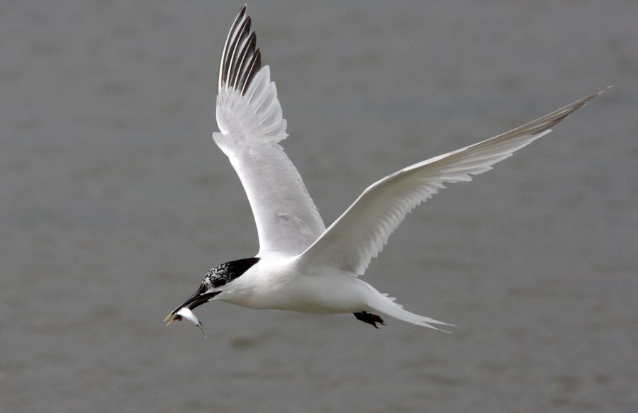 TERN.   SANDWICH    BROWNSEA.JPG