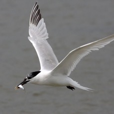 TERN.   SANDWICH    BROWNSEA.JPG