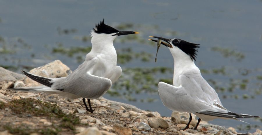 TERNS  SANDWICH   courtship  BROWNSEA.JPG