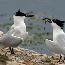 TERNS  SANDWICH   courtship  BROWNSEA.JPG