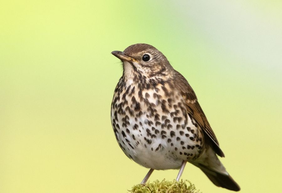 THRUSH         SONG.   YORKSHIRE.jpg