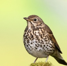 THRUSH         SONG.   YORKSHIRE.jpg