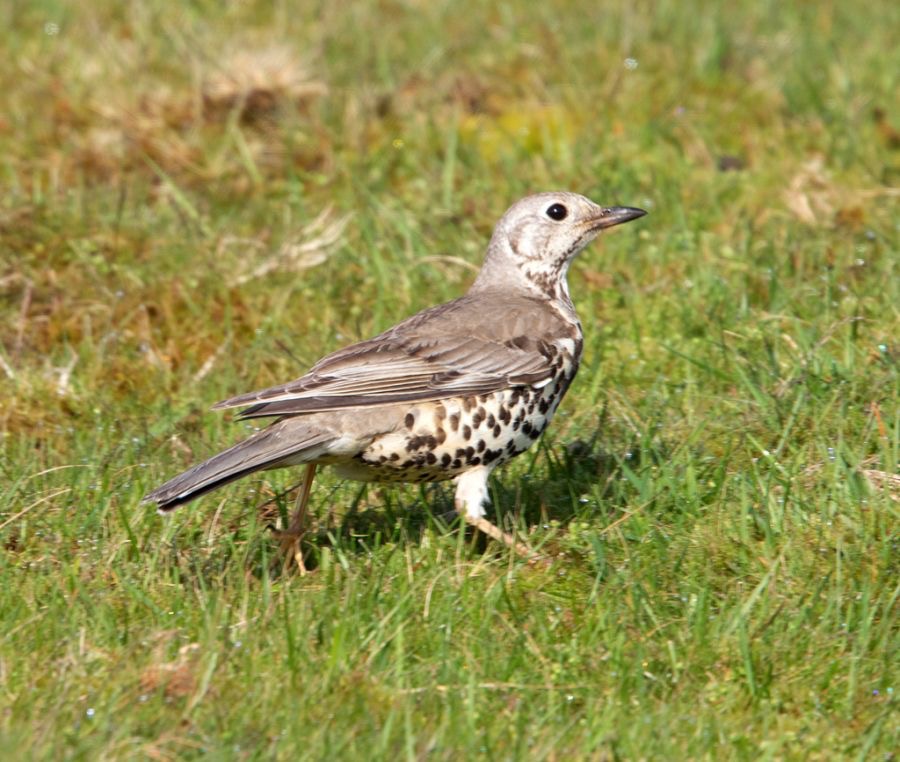 THRUSH      MISTLE.   YORKSHIRE.jpg