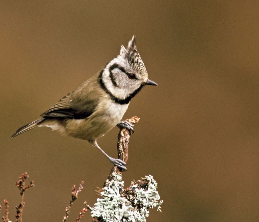TIT.                CRESTED     SCOTLAND.JPG