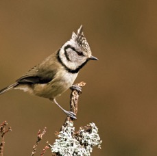 TIT.                CRESTED     SCOTLAND.JPG