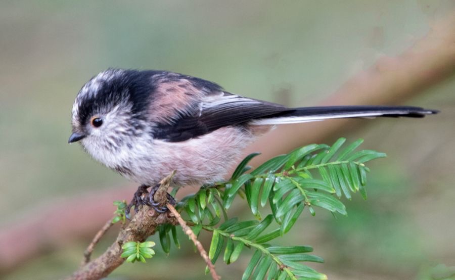 TIT.   LONG  TAILED              N-LAND.jpg