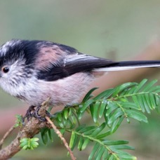 TIT.   LONG  TAILED              N-LAND.jpg