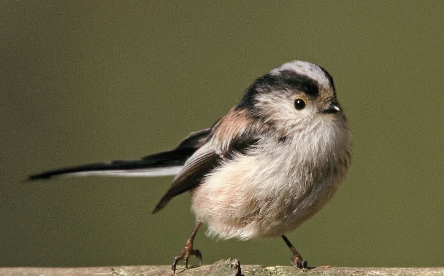 TIT.   LONG TAILED   YORKSHIRE.JPG