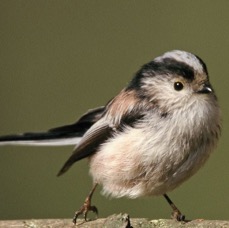 TIT.   LONG TAILED   YORKSHIRE.JPG