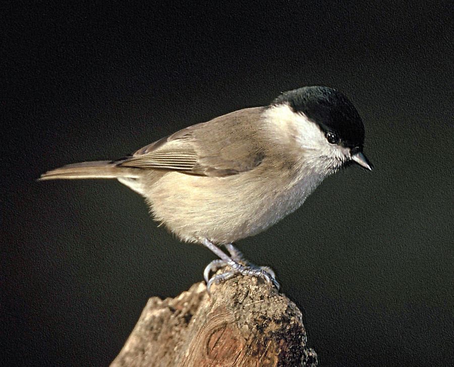 TIT.   MARSH   YORKSHIRE..JPG