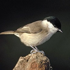 TIT.   MARSH   YORKSHIRE..JPG