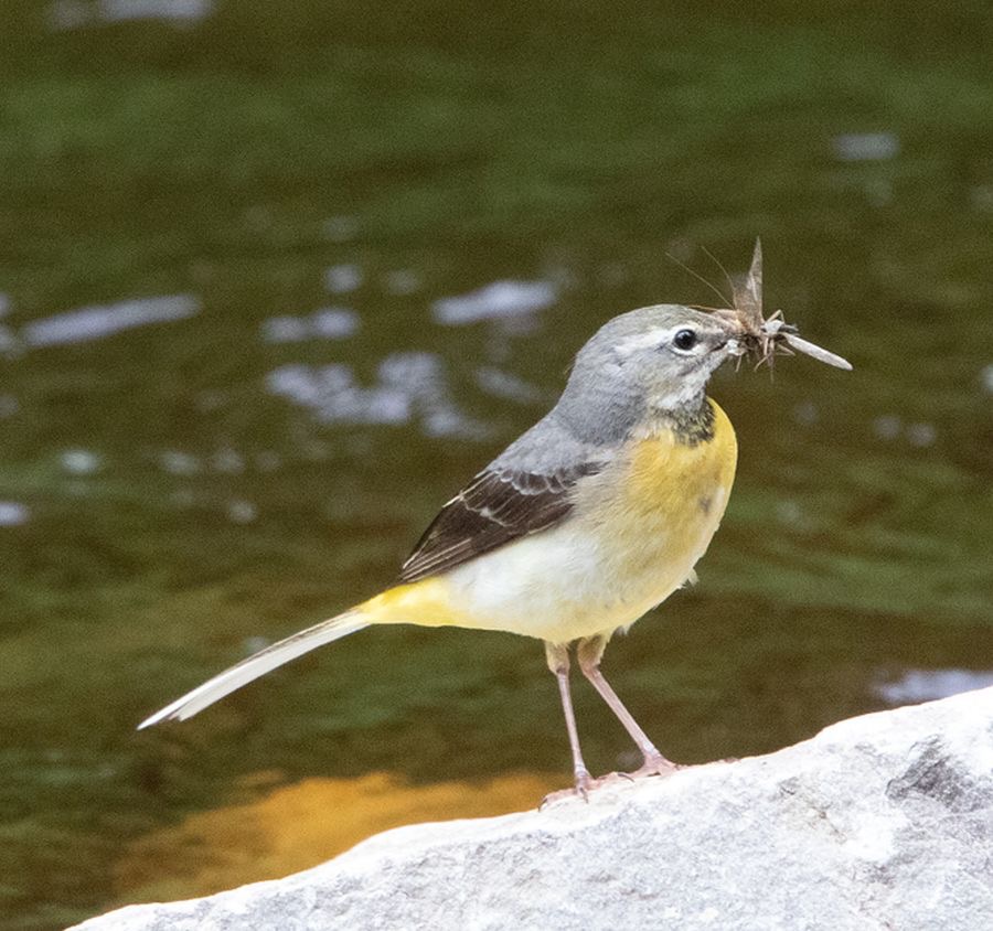 WAGTAIL        GREY.    YORKSHIRE.jpg