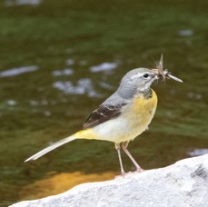 WAGTAIL        GREY.    YORKSHIRE.jpg