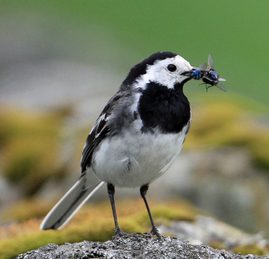 WAGTAIL   PIED  BRANSDALE..jpg