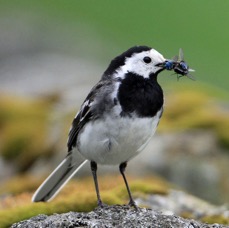 WAGTAIL   PIED  BRANSDALE..jpg