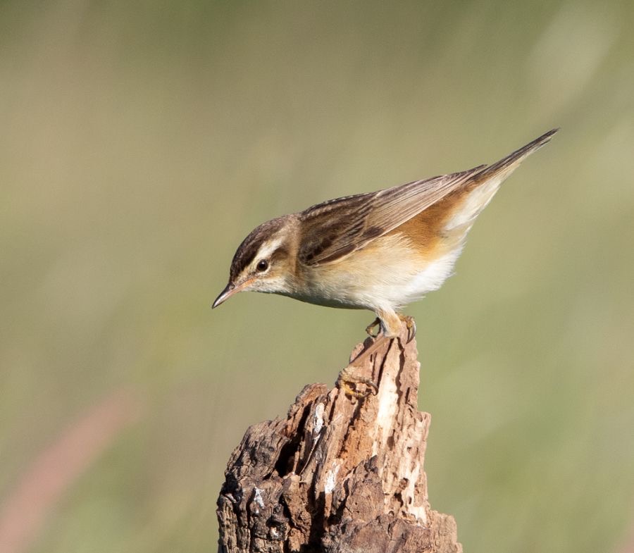 WARBLER     SEDGE    YORKSHIRE.jpg