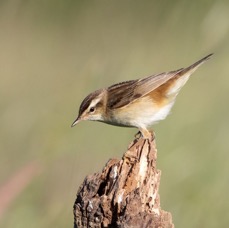 WARBLER     SEDGE    YORKSHIRE.jpg