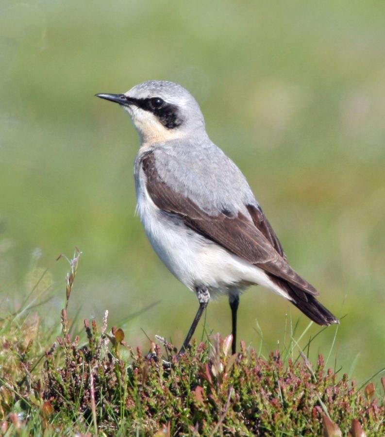WHEATEAR  male  SWALEDALE.JPG