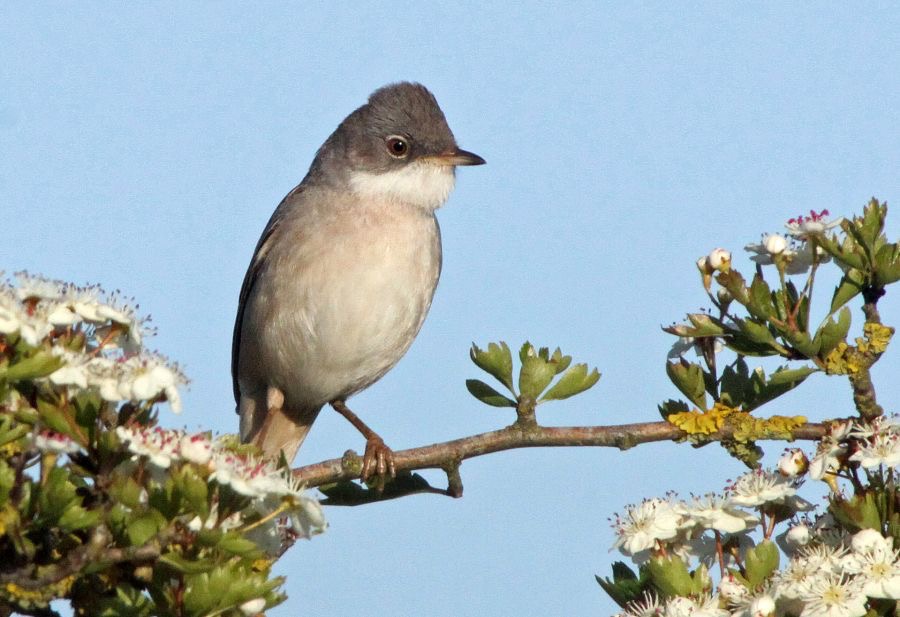 WHITE   THROAT  YORKSHIRE.JPG