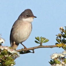 WHITE   THROAT  YORKSHIRE.JPG