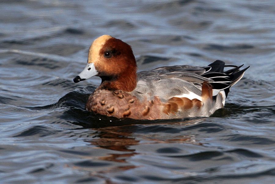 WIGEON          male   SCOTLAND.jpg
