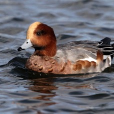 WIGEON          male   SCOTLAND.jpg