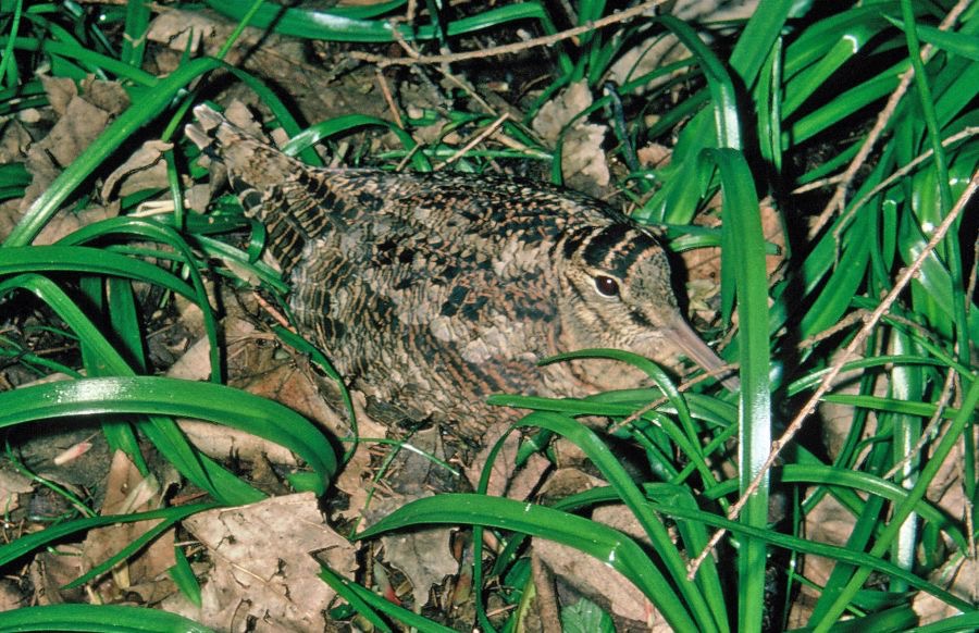 WOODCOCK..   on nest.     YORKSHIRE.JPG