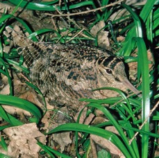WOODCOCK..   on nest.     YORKSHIRE.JPG