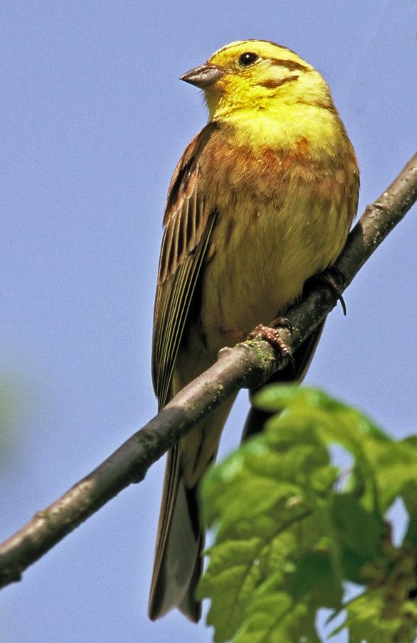 YELLOW HAMMER.          CO. DURHAM.JPG