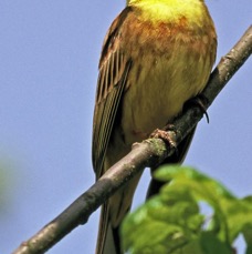 YELLOW HAMMER.          CO. DURHAM.JPG