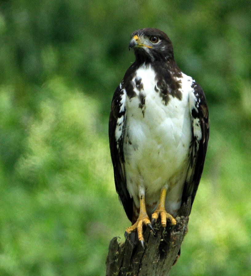 BUZZARD    AUGUR           Lake  Nakuru.jpg