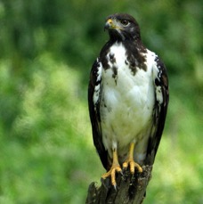 BUZZARD    AUGUR           Lake  Nakuru.jpg