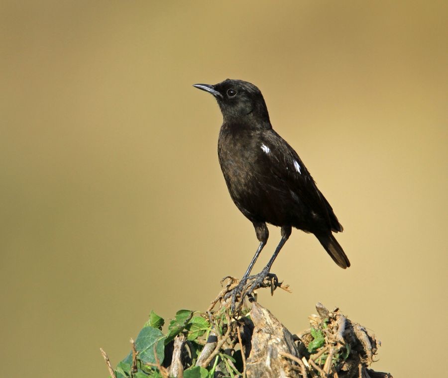 CHAT           SOOTY     male.       Masai Mara.jpg