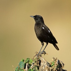 CHAT           SOOTY     male.       Masai Mara.jpg