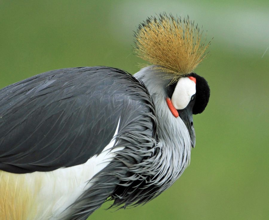 CRANE    CROWNED resting.            Lake  Nakuru.jpg