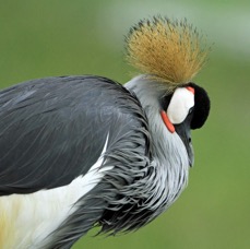 CRANE    CROWNED resting.            Lake  Nakuru.jpg