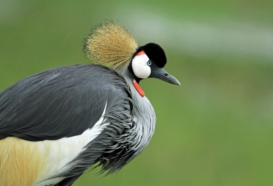CRANE  CROWNED      Lake Nakuru.jpg