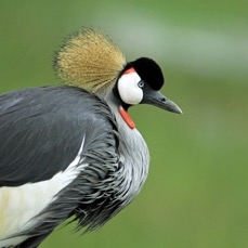 CRANE  CROWNED      Lake Nakuru.jpg
