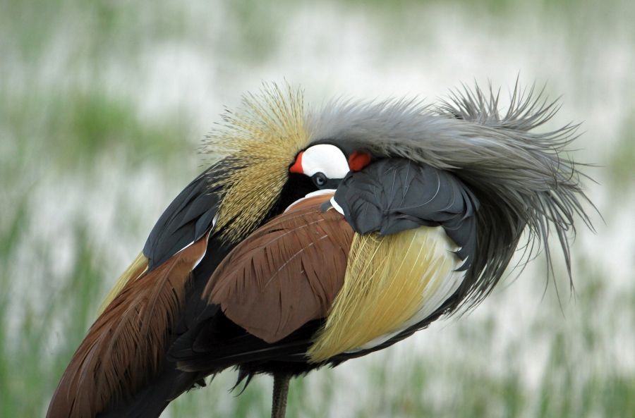 CRANE  CROWNED     watching you Lake  Nakuru.jpg