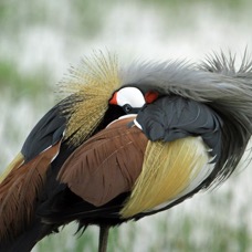 CRANE  CROWNED     watching you Lake  Nakuru.jpg